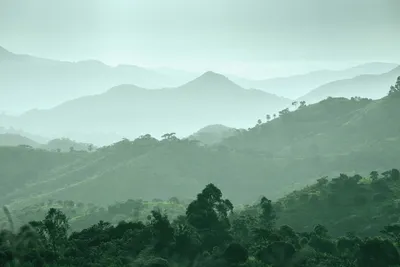 Rainforest alliance